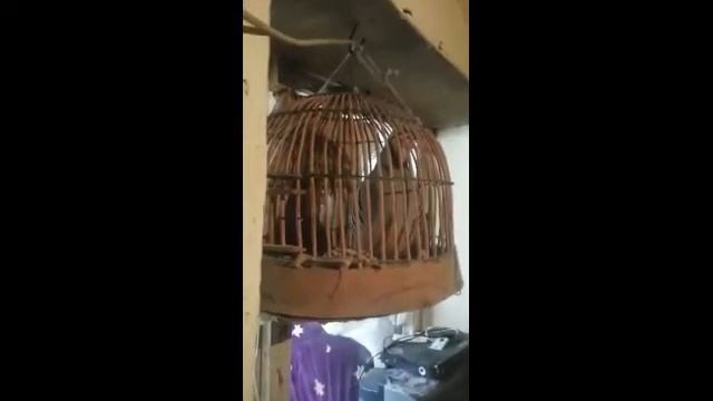 кабги шикори кеклик смотреть онлайн