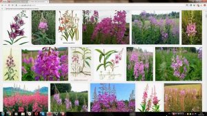 Иван-чай узколистный (Chamerion angustifolium)