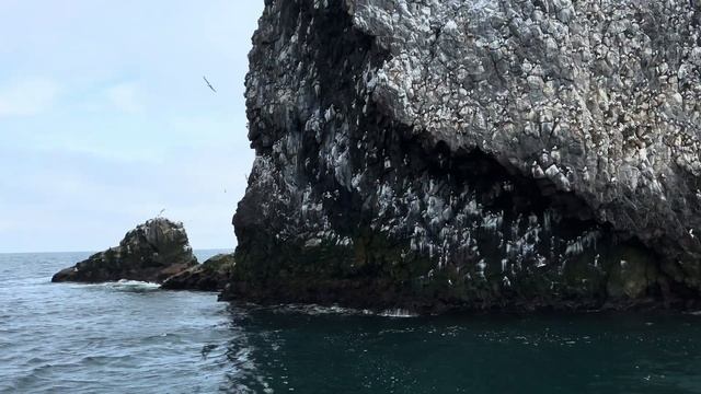 Камчатка. Морской круиз к острову птиц
