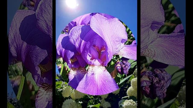 28-05-2025 28 мая.... Утренняя цветочная прогулка, синее небо и яркое солнце......