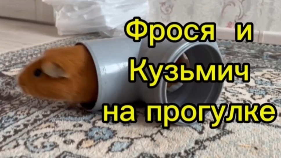 Фрося и Кузьмич на прогулке