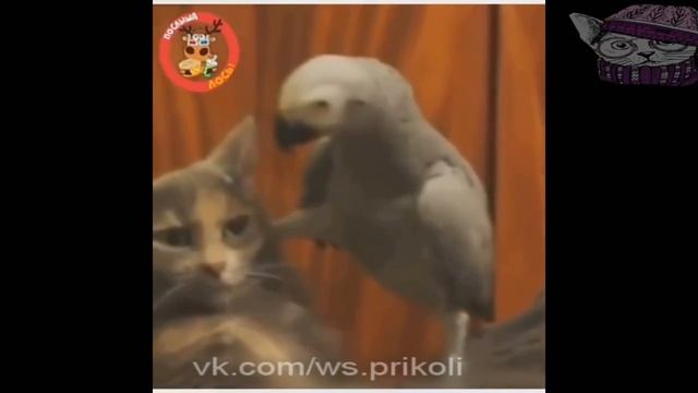 1 УГАРНЫЕ ПРИКОЛЫ ДО СЛЕЗ 2017 Новые смешные видео лучший тест на психику