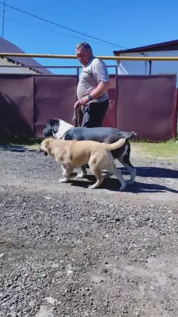 САО щенок Балхыз продается