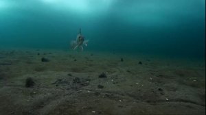 Подводное видео от 16.01.2018 года.