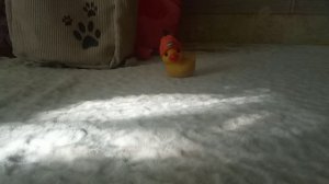 я утка моя утка фейли 🐤♀️😀🤠