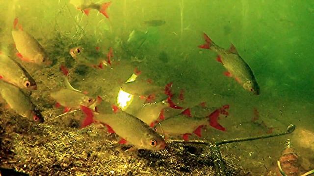 ПОДВОДНЫЙ ЭКСПЕРИМЕНТ!!! Реакция рыбы на КАКАО. Подвод? смотреть онлайн