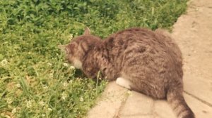 Кошка лежит на пеньке и смотрит как кот есть что-то в траве