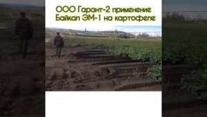 Байкал ЭМ-1 на картофельных полях Прибайкальского района