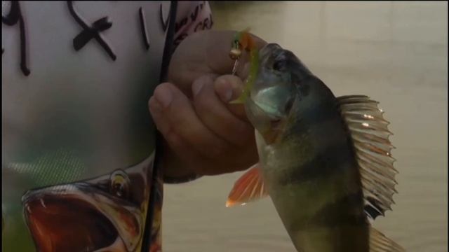 8 мест, где водится окунь-монстр! 🎣 Трофейные экземпляры – проверено рыбаками смотреть онлайн