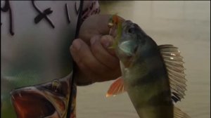 8 мест, где водится окунь-монстр! 🎣 Трофейные экземпляры – проверено рыбаками