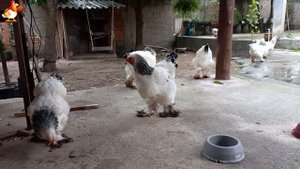 Куры Брама с лохматыми лапами прекрасные несушки (4)