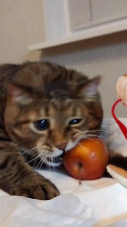 Я-Я яблоки 🍎🙀😃🤣