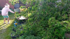 Купили и высадили викторию.Огородные дела.Наконец-то можно высаживать томаты и перцы.