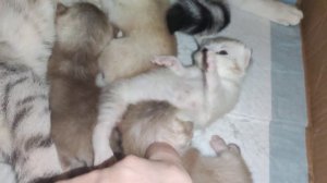 да не нужно тебе это молоко! от него зависимость 🐱♥️