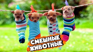 СМЕШНЫЕ ЖИВОТНЫЕ. САМЫЕ СМЕШНЫЕ ПИТОМЦЫ. ПРИКОЛЫ С ЖИВОТНЫМИ