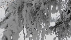 Медитация на день Зимнего Солнцестояния от  Елены Гор?