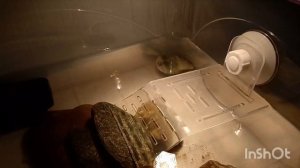 как проходит вечер у красноухой черепахи