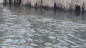 Дикие утки Зима Звуки природы
