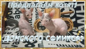 предлагаем котят донского сфинкса!
