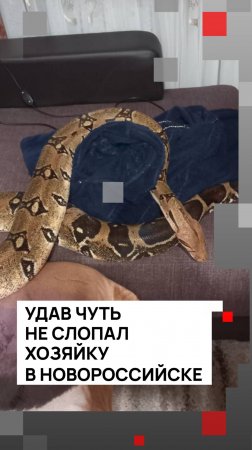 Удав чуть не слопал хозяйку в Новороссийске
