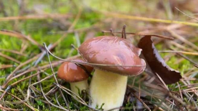 ЛЕС ПРИРОДА ,ПЕРВЫЙ ГРИБ