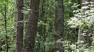 Садовая славка пение голос соловья / голоса птиц / звук