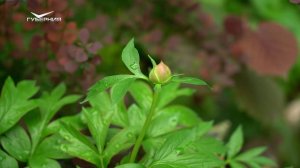 Создаем композицию из виол и подкармливаем пионы. Дачные сезоны