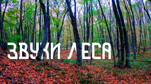 Музыка вечернего леса / Пение птиц в гармонии звука / Релаксация