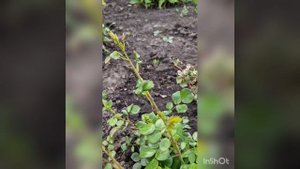 тля  на моих розах