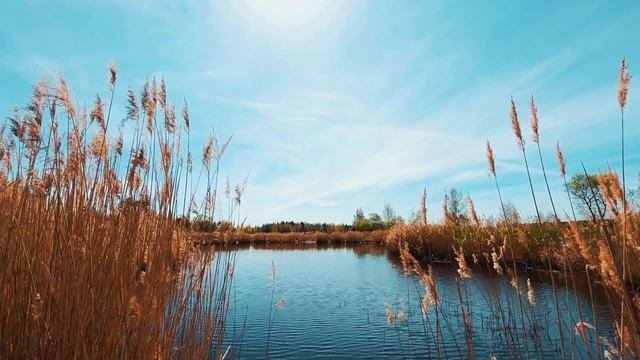 Медитация «Практика благодарности»