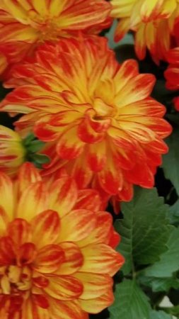 Георгин (Dahlia) - встречаем жаркое лето!