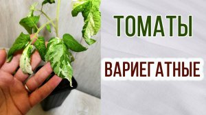 Что такое вариегатные томаты. Как выглядят. Томаты гномы.