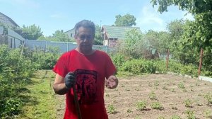 Про картошку и другие деликатесы. Николай Платошкин
