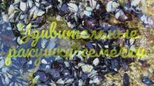 Удивительные ракушки-семечки