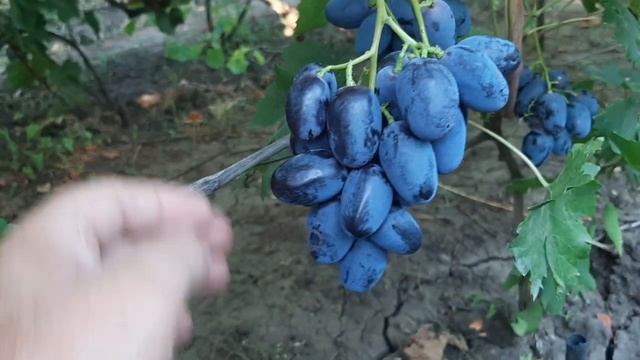 Альфа - форма Калугина В.М. А, таки достойная соперница смотреть онлайн