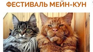 Фестиваль Мейн-Кун