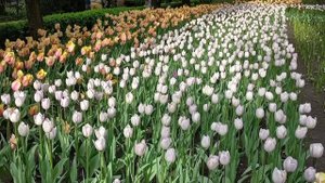 Самвел Адамян Вот это шандарахнуло Отдает квартиру за