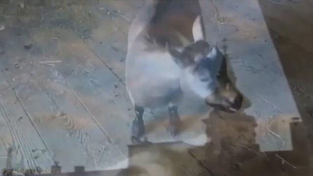 Тотальное безумие смотреть онлайн