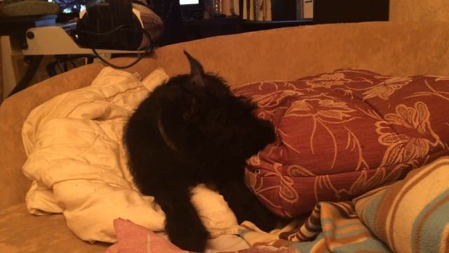 Оззи грызет подушку смотреть онлайн