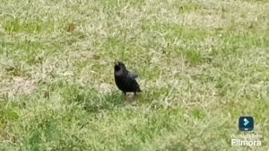 Скворец Звуки скворца