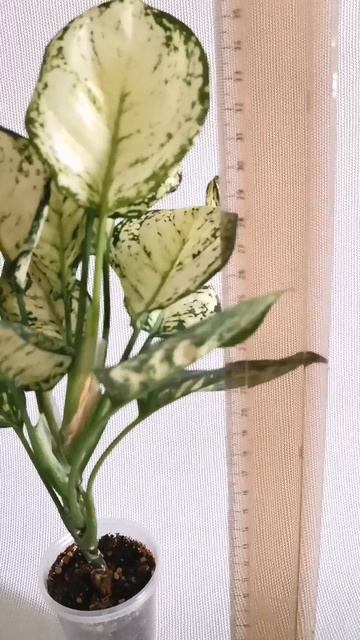 Анимани Вайт.mp4 смотреть онлайн