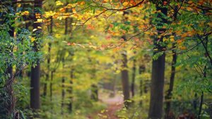 Спокойная музыка для прогулок • Шелест листьев, пение