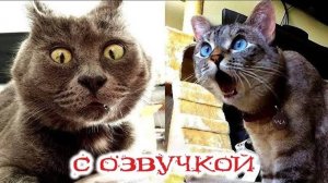 Приколы с котами! С ОЗВУЧКОЙ! СМЕШНЫЕ КОТЫ и собаки! Самые смешные животные!!
