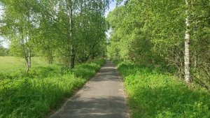 Лесная дорожка