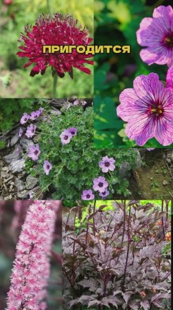 🌿🌼 Многолетники на Миллион (а вы их не сажаете!)