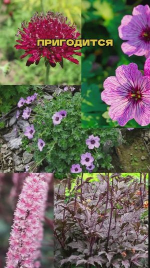 🌿🌼 Многолетники на Миллион (а вы их не сажаете!)