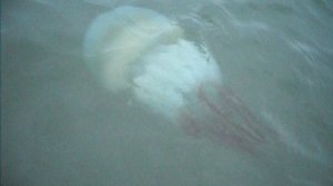 Ем ядовитую медузу из Японского моря. Опасный деликатес, Приготовление медузы