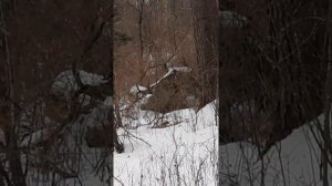 Охота на оленя с подхода.