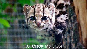 Самый смелый котенок маргая бесстрашно бегает и прыгает по деревьям вслед за мамой.