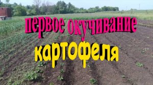Для чего нужно окучивание картофеля. Первое окучивание